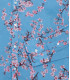 CIRO - Chemise lin imprimé motif fleur japonaise ocean